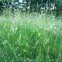 Elixir du Suédois : remède naturel polyvalent