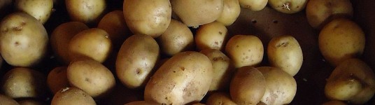 Cultiver des pommes de terre sur votre gazon !