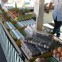Oeuf : savoir ce que vous achetez