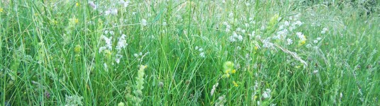 Elixir du Suédois : remède naturel polyvalent
