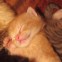 Astuces pour bien dormir et avoir un meilleur sommeil